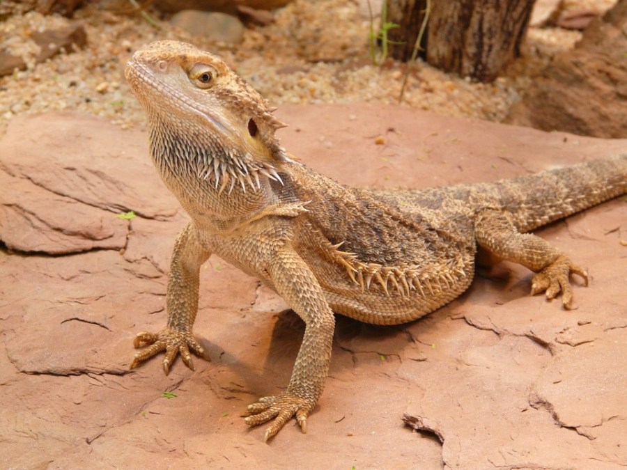 Caring For Your Pet Bearded Dragon