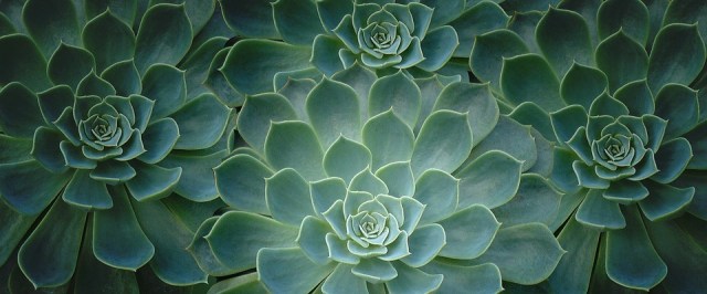 How to Grow Your First Succulent Garden
